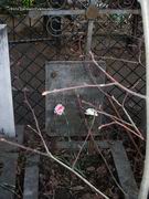 (увеличить фото) г. Москва, Ваганьковское кладбище (уч. №2), могилы В.К. и Л.П. Цераских до установки надгробия (апрель 2009 года)